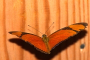 *(Lpidoptre - Nymphalidae - Dryas iulia)